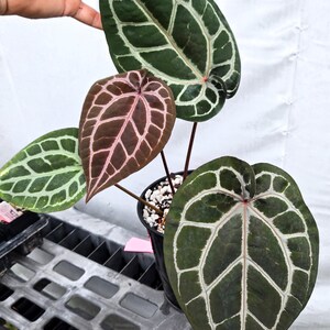 Anthurium 'Doc Block Red F2' x 'Doc Block Purple F2' (CS20) Bild 3