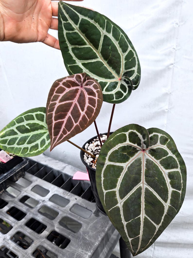 Anthurium 'Doc Block Red F2' x 'Doc Block Purple F2' (CS20) Bild 3