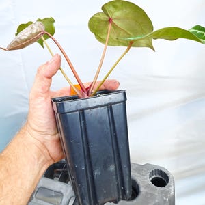 Anthurium ('Tim Anderson Crystal Mag' /'Tims Black') x 'Doc Block Purple F2' (CS23) image 4