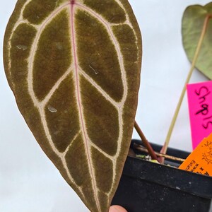 Anthurium 'Swampmannii Long' x 'Doc Block Purple F2' (CS13) imagen 3