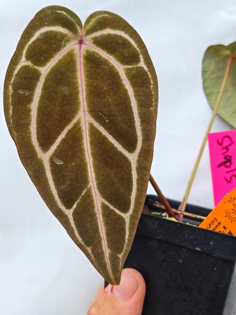 Anthurium 'Swampmannii Long' x 'Doc Block Purple F2' (CS13) imagen 3