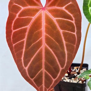 Anthurium 'Tim Anderson Stripey Mag Pap' x 'Doc Block Purple F2'
