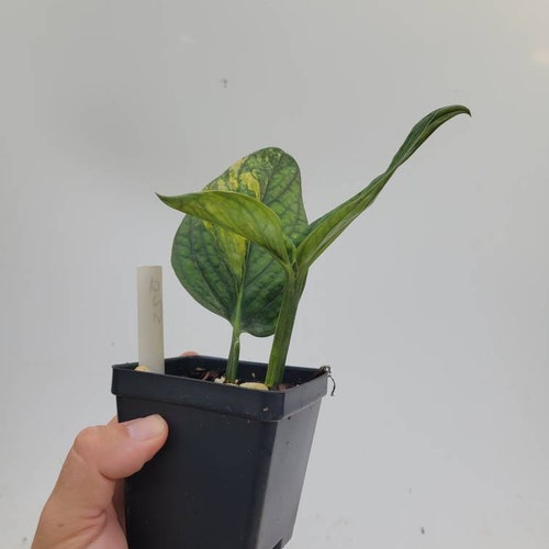 Variegated Monstera shops karstenianum Peru Aurea. Golden yellow. J25