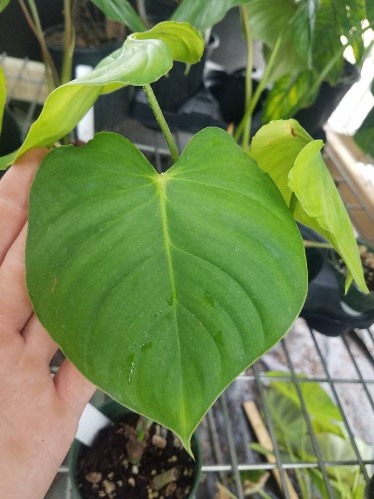 queen of night flower plant Shop 'Queen of the Night – Epiphyllum oxypetalum' Care & Growing Guide main image 1