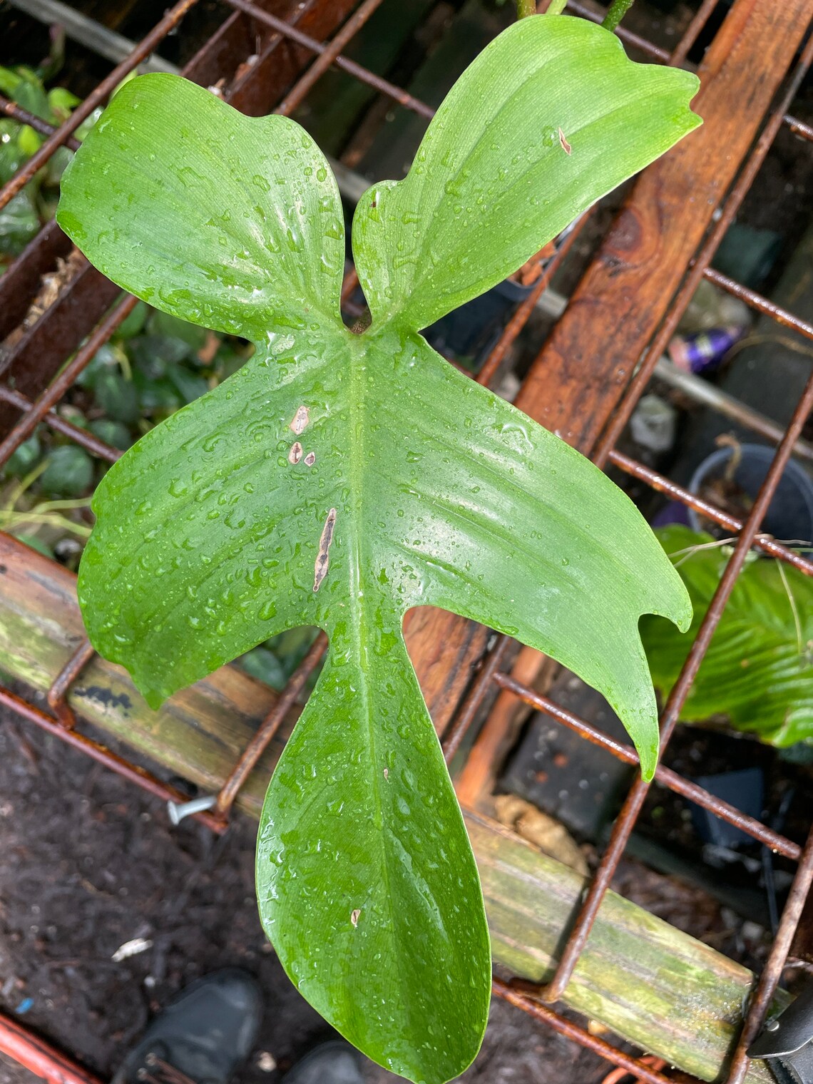 Philodendron Squamiferum x Pedatum green florida | Etsy