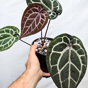 Anthurium 'Doc Block Red F2' x 'Doc Block Purple F2' (CS20) Bild 1