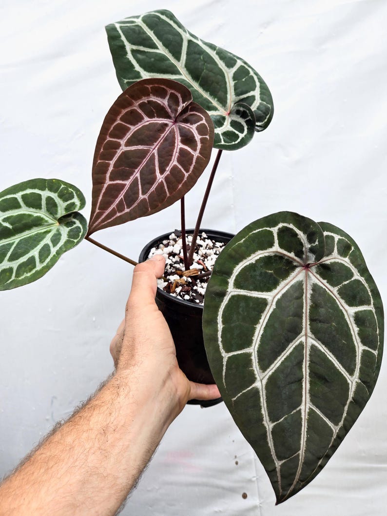 Anthurium 'Doc Block Red F2' x 'Doc Block Purple F2' (CS20) Bild 1