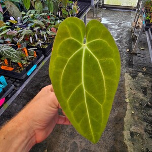 Anthurium ‘Goldenchild F2’ x (Papillilaminum 'Ree Gardens’/‘Doc Block Purple F2') (A103) imagem 4