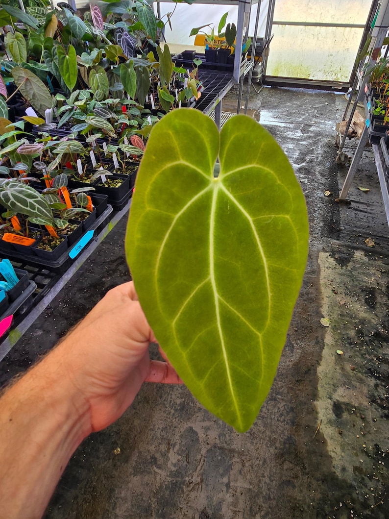 Anthurium ‘Goldenchild F2’ x (Papillilaminum 'Ree Gardens’/‘Doc Block Purple F2') (A103) imagem 4
