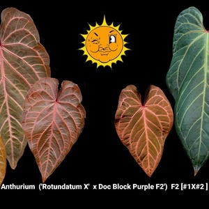 May include: An image of several Anthurium leaves in various colors, including shades of brown, green, and purple, with prominent veining. A cartoon sun with a winking face is in the background. The text "Anthurium ('Rotundatum X' x Doc Block Purple F2') F2 [#1X#2]" is at the bottom.