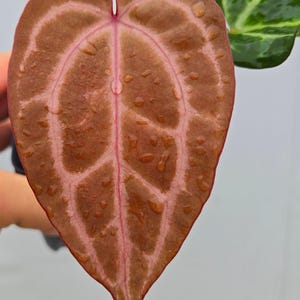Anthurium ('Tim Anderson Crystal Mag' / 'Tim's Black') x 'Doc Block Purple F2' (CS07) image 1