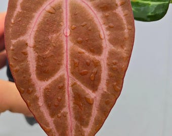 Anthurium ('Tim Anderson Crystal Mag' / 'Tim's Black') x 'Doc Block Purple F2' (CS07)