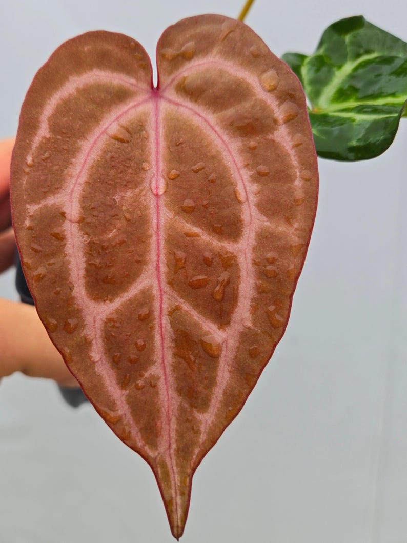 Anthurium ('Tim Anderson Crystal Mag' / 'Tim's Black') x 'Doc Block Purple F2' (CS07) image 1