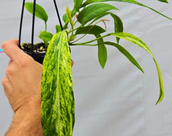 Anthurium  vittarifolium Variegated (SP07)