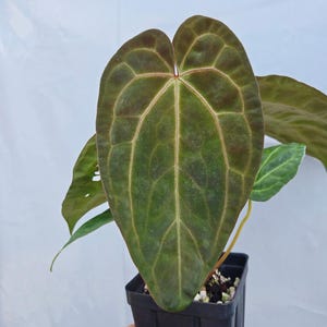 Anthurium ('SKG AOS'/ 'Tim's Black') x 'Doc Block Purple F2' (CS26) imagen 2