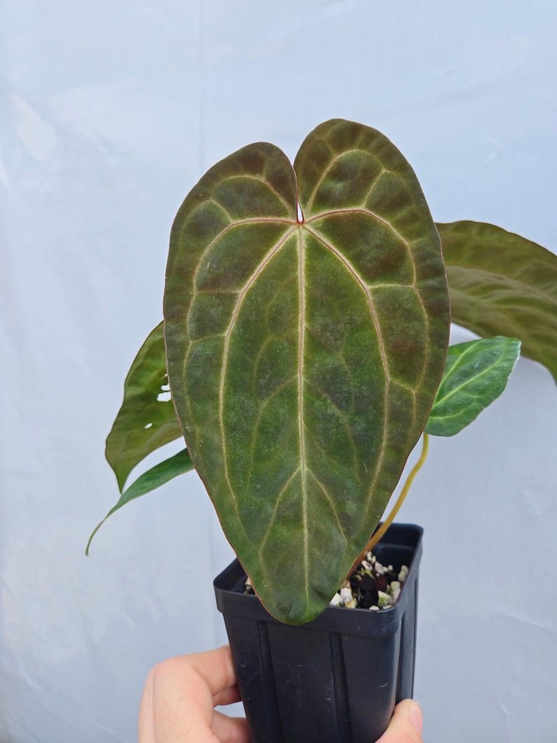 Anthurium ('SKG AOS'/ 'Tim's Black') x 'Doc Block Purple F2' (CS26) imagen 2