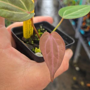 Anthurium ('Rotundatum X' / 'Doc Block Purple F2') #1 x 'Doc Block Purple F2' (A108) image 1