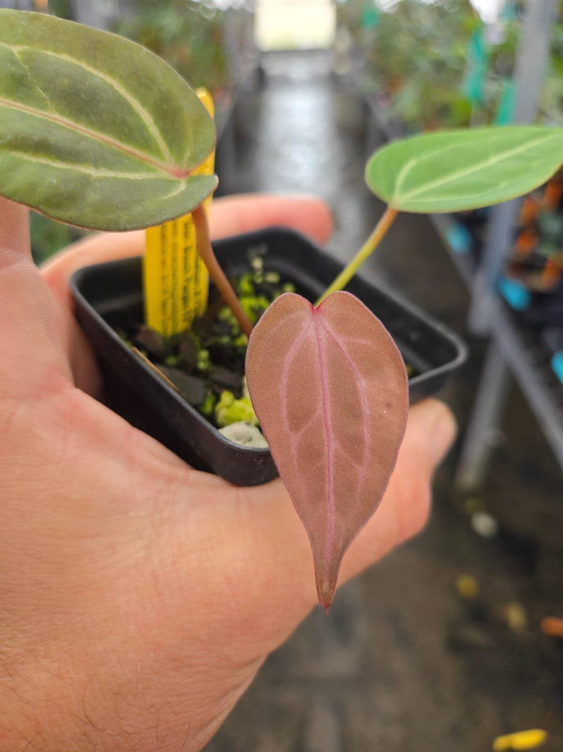 Anthurium ('Rotundatum X' / 'Doc Block Purple F2') #1 x 'Doc Block Purple F2' (A108) image 1