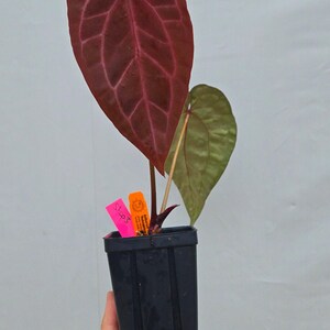 Anthurium 'Doc Block Purple F2' x ('Rotundatum X' / 'Doc Block Purple F2') (CS03) immagine 3