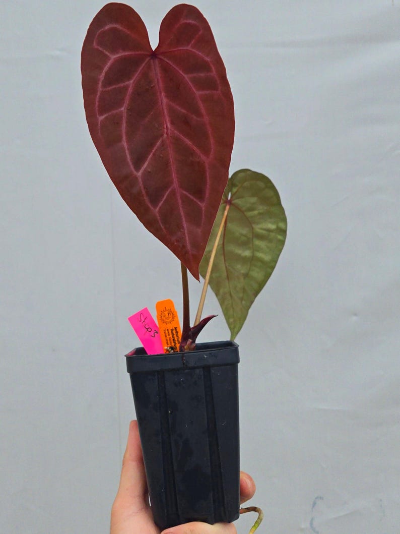 Anthurium 'Doc Block Purple F2' x ('Rotundatum X' / 'Doc Block Purple F2') (CS03) immagine 3