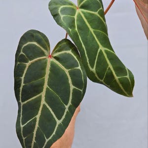 Anthurium 'Swampmannii Long' x 'Rotundatum X' / 'Doc Block Purple F2' (CS06) imagen 1