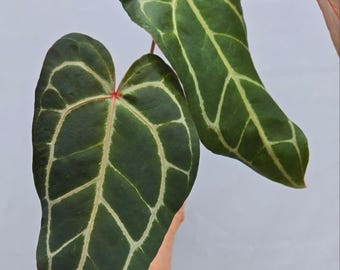 Anthurium 'Swampmannii Long' x 'Rotundatum X' / 'Doc Block Purple F2' (CS06)