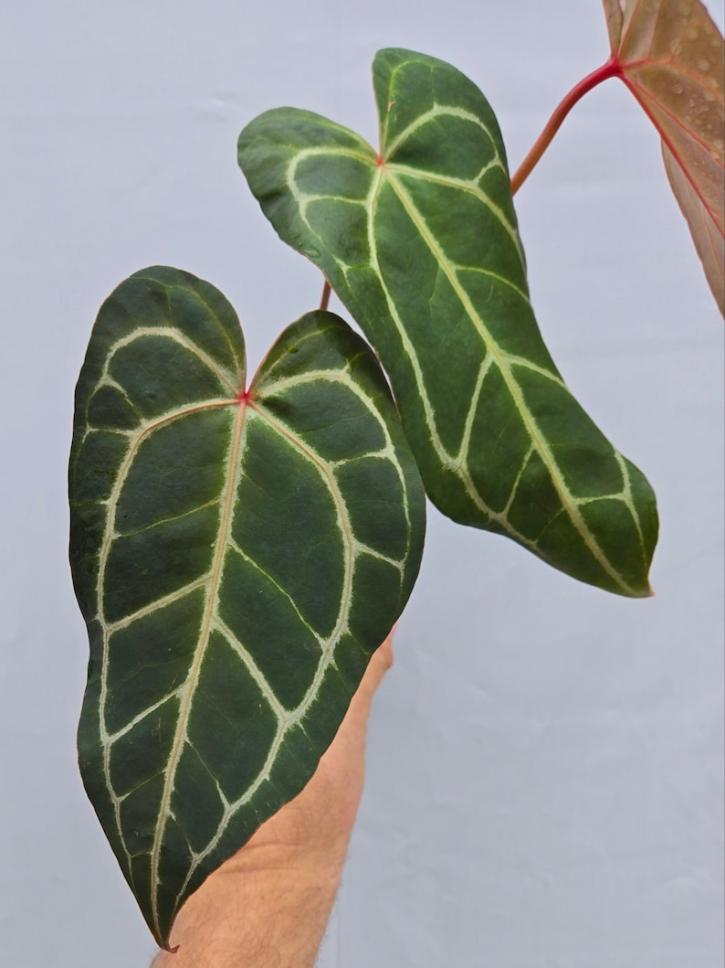 Anthurium 'Swampmannii Long' x 'Rotundatum X' / 'Doc Block Purple F2' (CS06) imagen 1