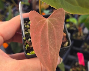Anthurium Papillilaminum ‘Very Special Pap’ x Open (A95)