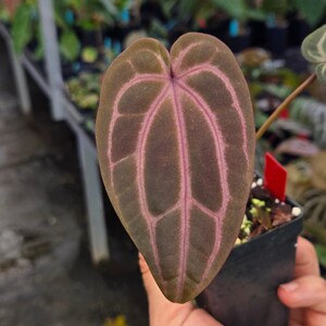 Anthurium 'Swampmannii Dark' x 'Doc Block Purple F2' (A98) image 2