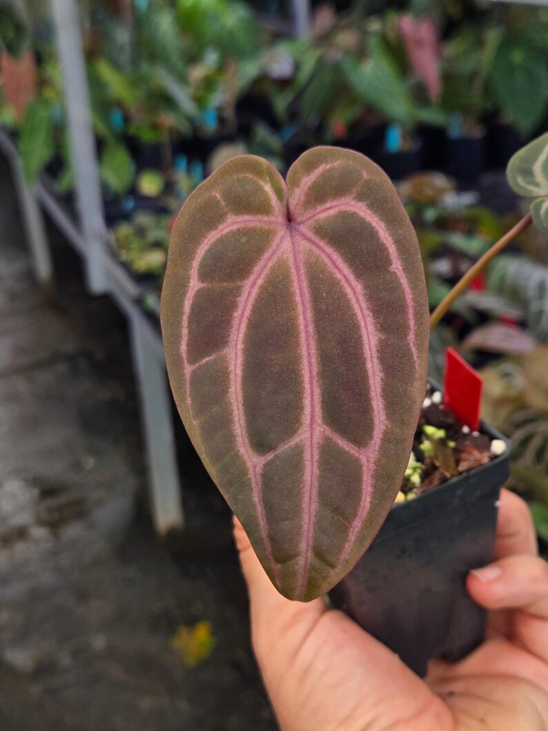 Anthurium 'Swampmannii Dark' x 'Doc Block Purple F2' (A98) image 2