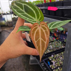 Anthurium 'Doc Block Red F2' x 'Swampmannii #4' (A118) image 2
