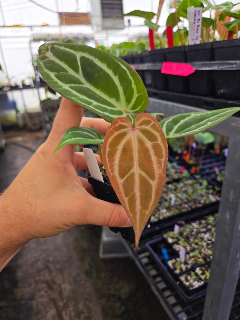 Anthurium 'Doc Block Red F2' x 'Swampmannii #4' (A118) image 2