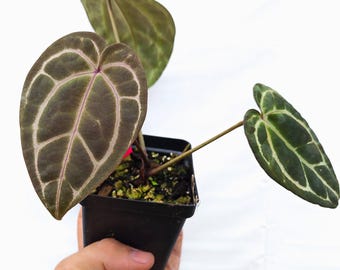 Anthurium 'Swampmannii Long' x 'Doc Block Purple F2' (CS14)