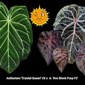 May include: An image showcases several Anthurium leaves, including a large, vibrant green leaf with prominent white veins and several smaller, deep burgundy leaves. A winking sun graphic is in the background. The text reads "Anthurium Crystal Queen #2 x A. 'Doc Block Purp F2'".