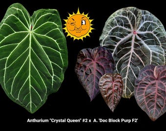 Anthurium 'Crystal Queen #2' x  'Doc Block Purp F2' (A6)