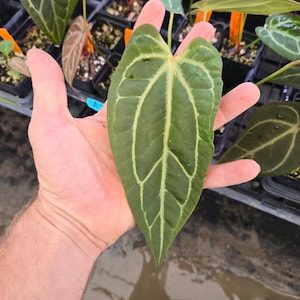 Anthurium 'Swampmannii Long' x ('Rotundatum X'/ 'Doc Block Purple F2') (A78) image 1