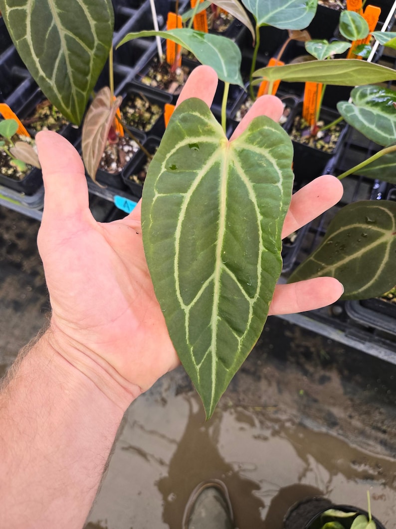 Anthurium 'Swampmannii Long' x ('Rotundatum X'/ 'Doc Block Purple F2') (A78) image 1