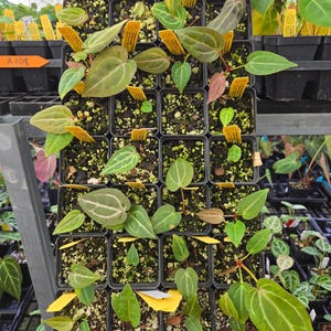 Anthurium ('Rotundatum X' / 'Doc Block Purple F2') #1 x 'Doc Block Purple F2' (A108) image 3