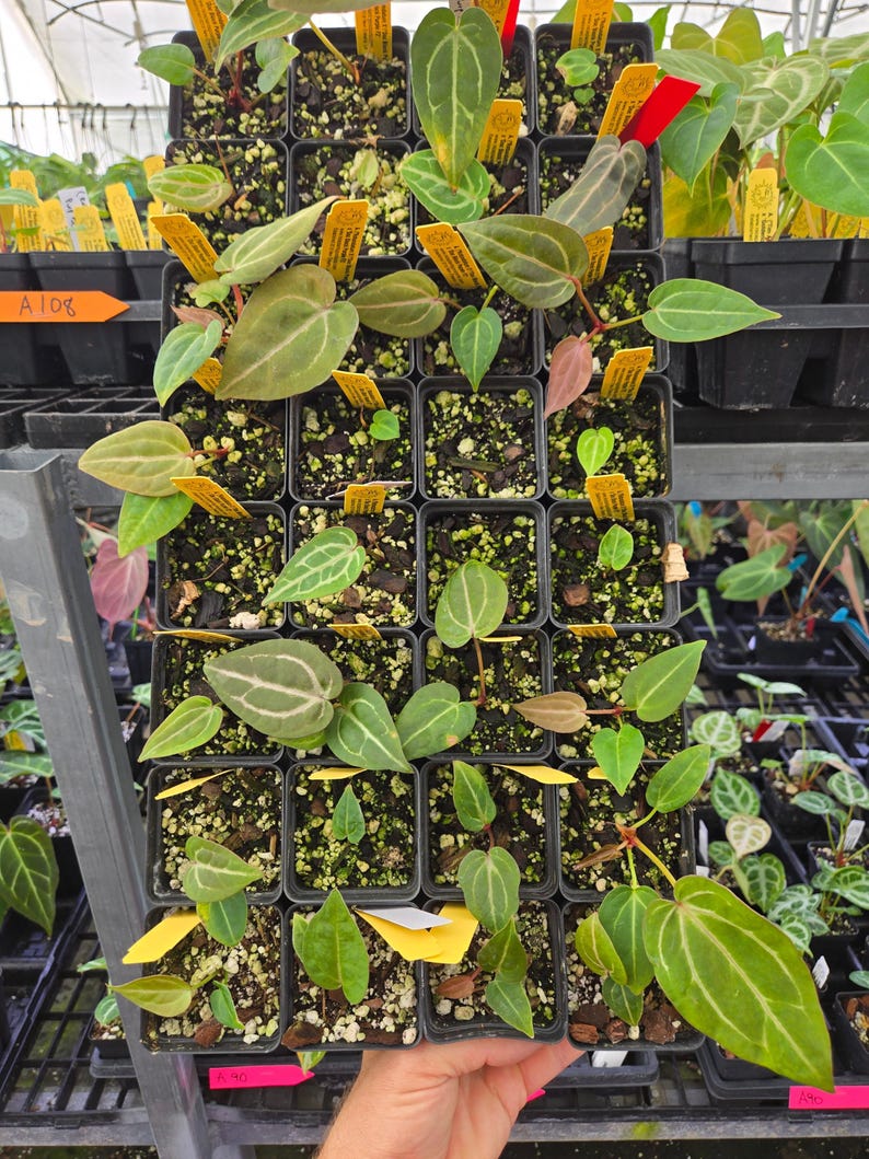 Anthurium ('Rotundatum X' / 'Doc Block Purple F2') #1 x 'Doc Block Purple F2' (A108) image 3