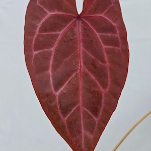 Anthurium 'Doc Block Purple F2' x ('Rotundatum X' / 'Doc Block Purple F2') (CS03) immagine 1
