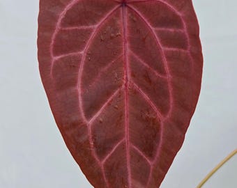 Anthurium 'Doc Block Purple F2' x ('Rotundatum X' / 'Doc Block Purple F2')  (CS03)