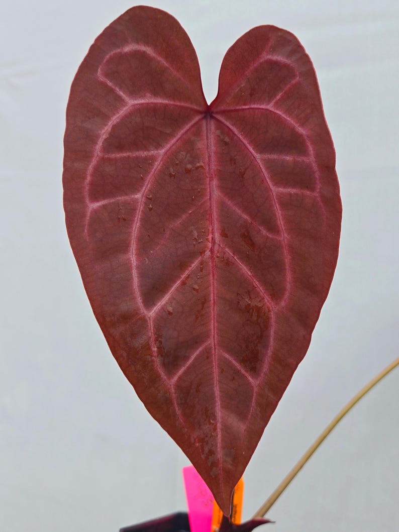 Anthurium 'Doc Block Purple F2' x ('Rotundatum X' / 'Doc Block Purple F2') (CS03) immagine 1