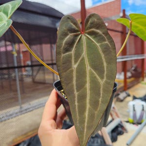 Anthurium 'Swampmannii #3' x ('Rotundatum X' / 'Doc Block Purple F2') (CS25) image 4