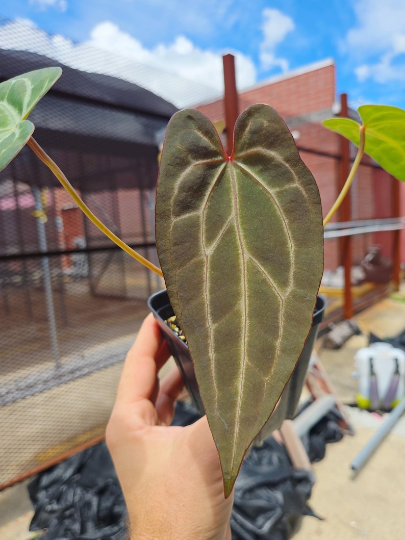 Anthurium 'Swampmannii #3' x ('Rotundatum X' / 'Doc Block Purple F2') (CS25) image 4