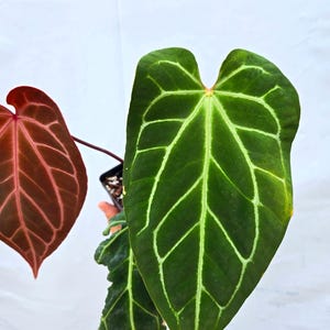 Anthurium 'Tim Anderson Stripey Mag Pap' x 'Doc Block Purple F2' (CS10) image 3