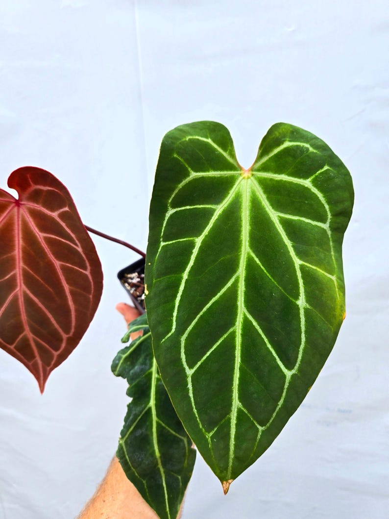 Anthurium 'Tim Anderson Stripey Mag Pap' x 'Doc Block Purple F2' (CS10) image 3