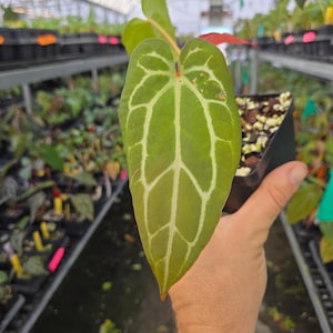 Anthurium 'Doc Block Red F2' x ('Rotundatum X' / 'Doc Block Purple F2') (A86) image 1