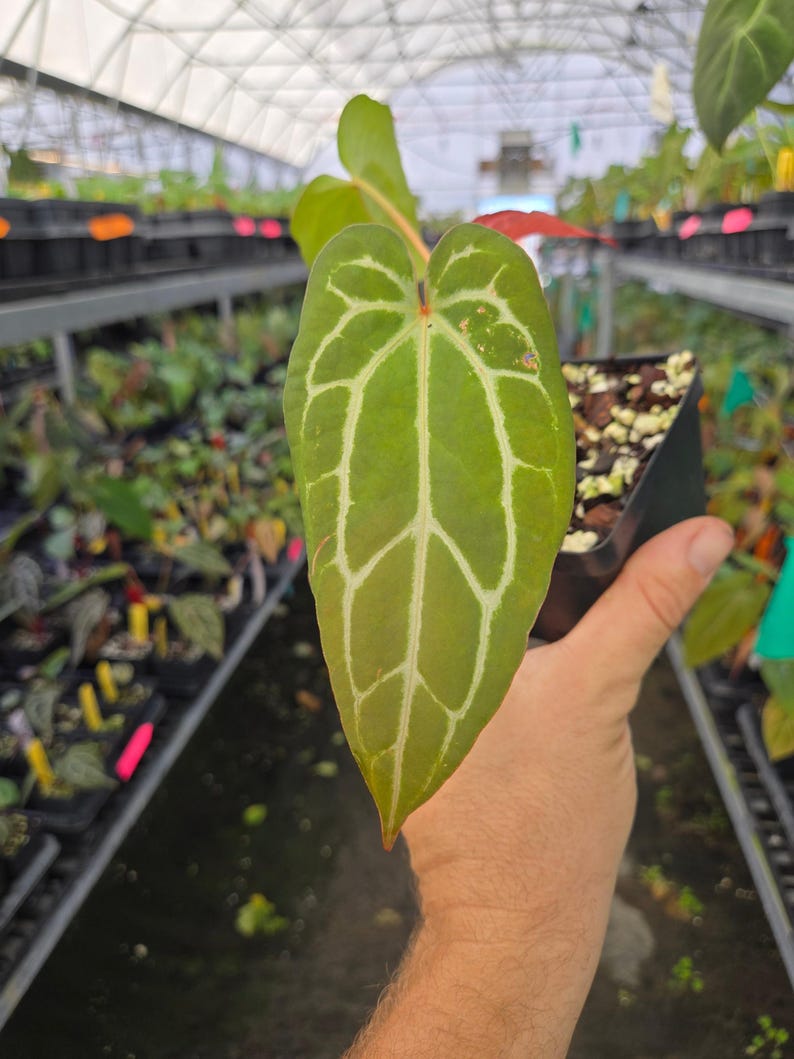 Anthurium 'Doc Block Red F2' x ('Rotundatum X' / 'Doc Block Purple F2') (A86) image 1
