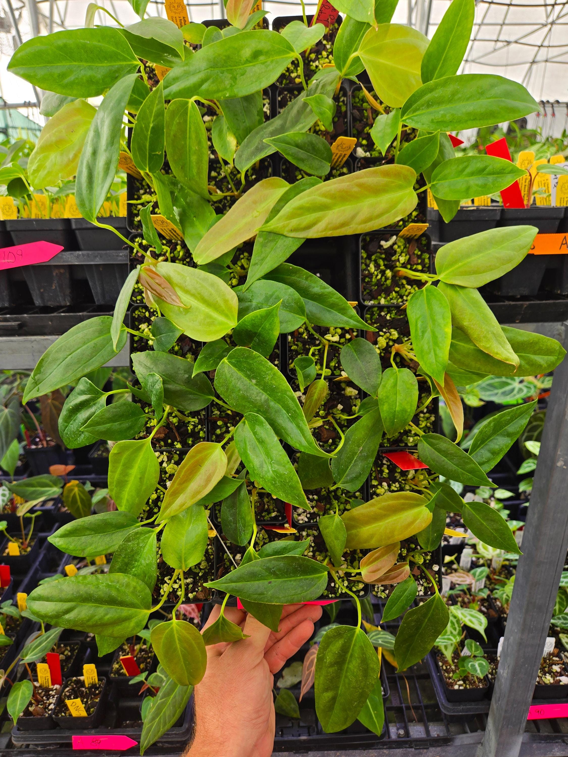 Anthurium Ree Pap Anthurium Papillilaminum 'ree Gardens' X Rotundatum Sp. (A109) - Etsy