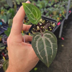 Anthurium 'Swampmannii Purple' x 'Doc Block Purple F2' (A87) image 4